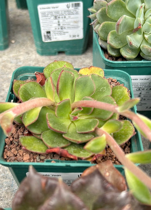 Echeveria 'Joan Daniel'