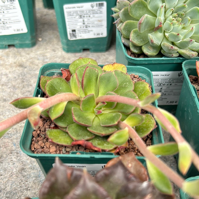 Echeveria 'Joan Daniel'