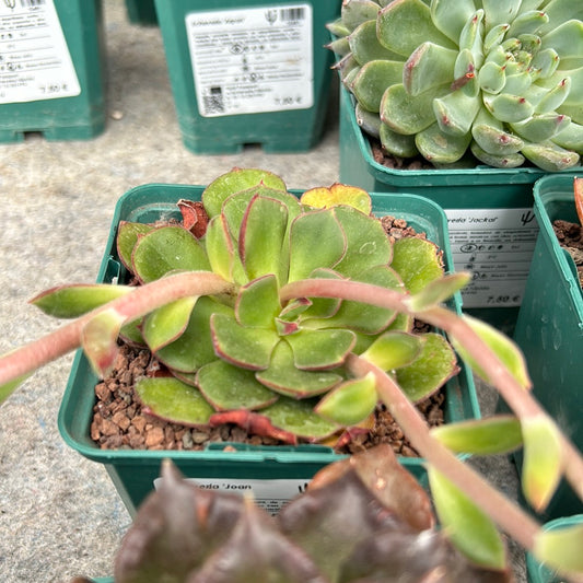 Echeveria 'Joan Daniel'