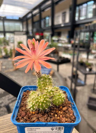 Echinocereus maritimus