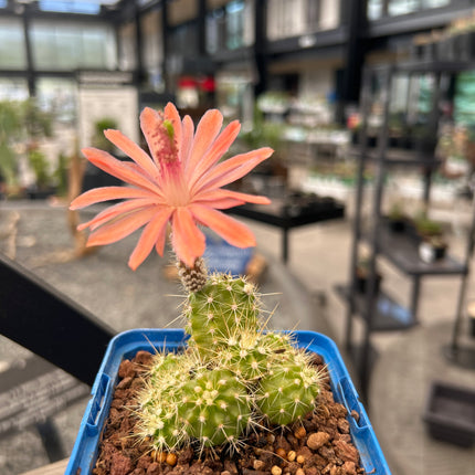 Echinocereus maritimus
