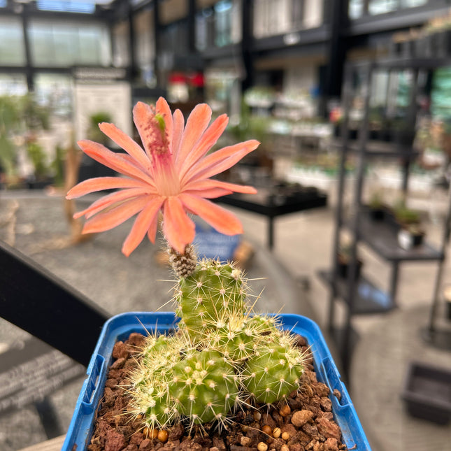 Echinocereus maritimus