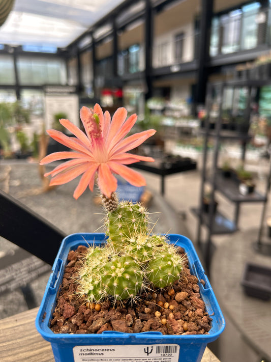 Echinocereus maritimus