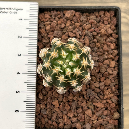 Pygmaeocereus bieblii