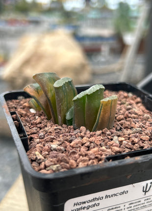 Haworthia truncata f. variegata red