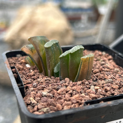 Haworthia truncata f. red variegata