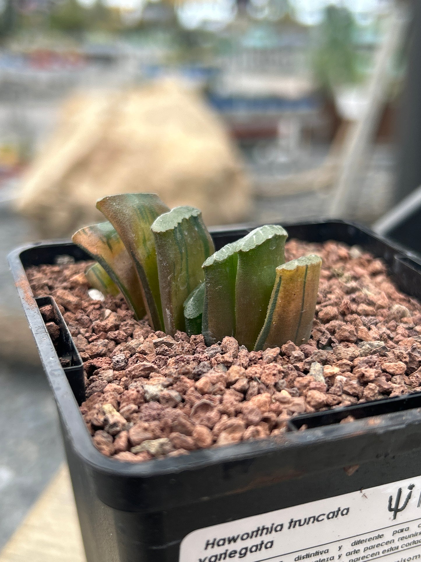 Haworthia truncata f. red variegata