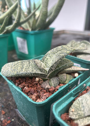 Gasteria armstrongii