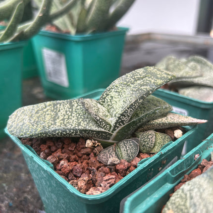 Gasteria armstrongii