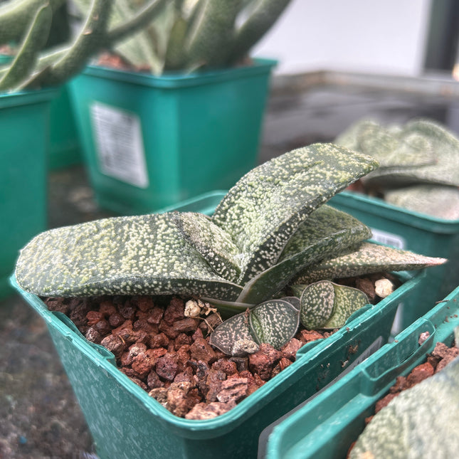Gasteria armstrongii