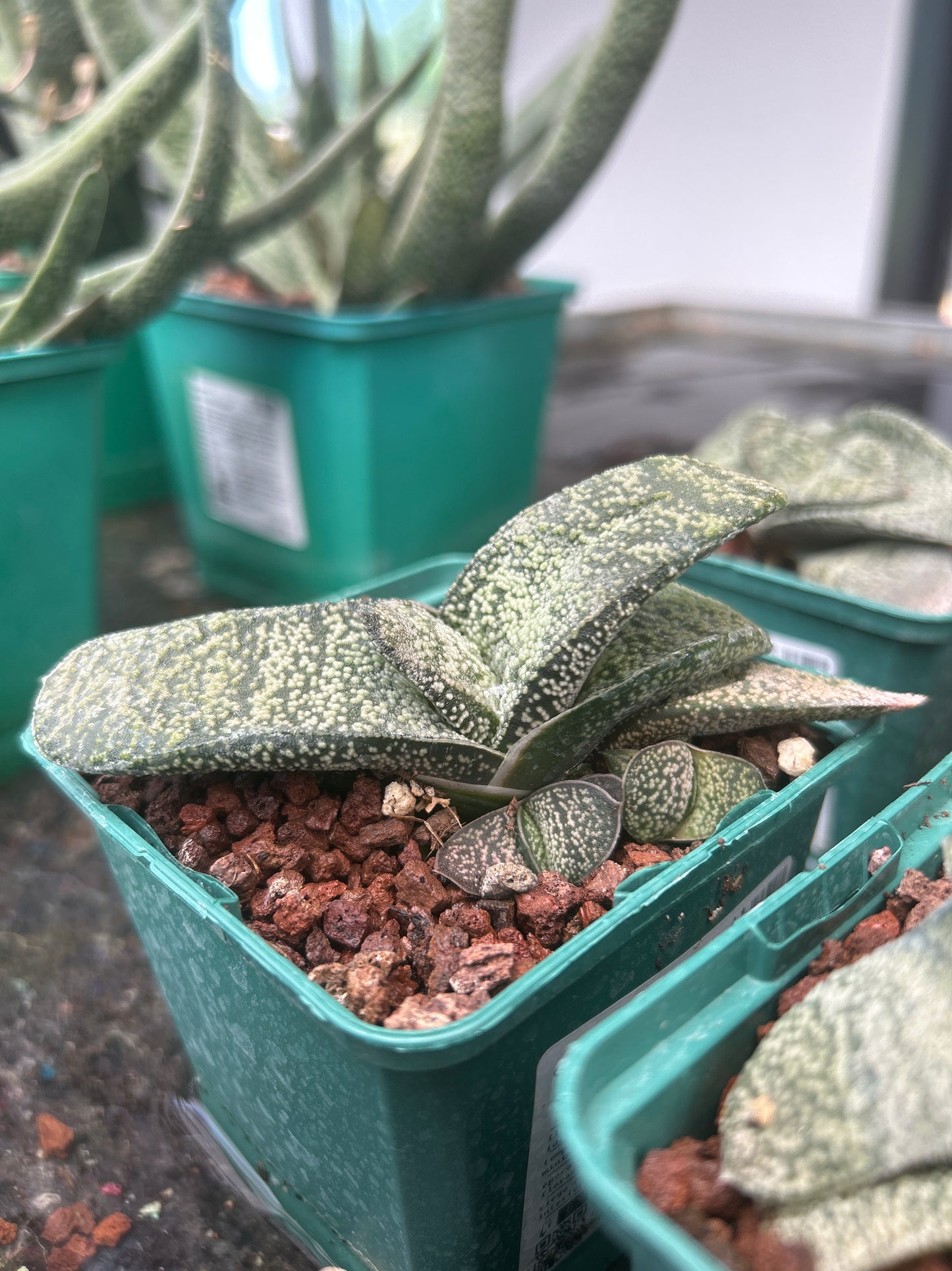 Gasteria armstrongii