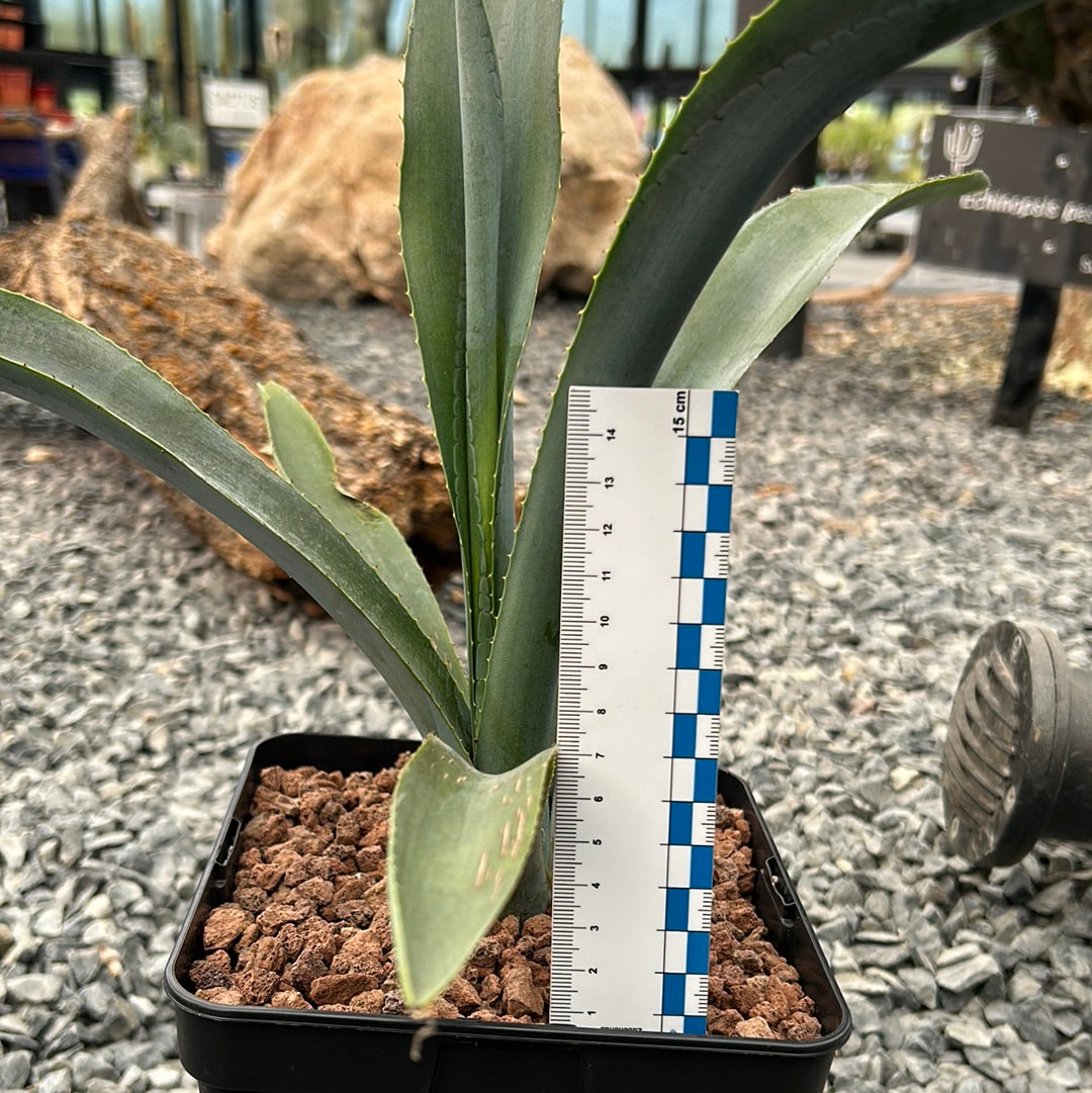 Agave tequilana