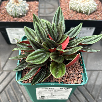 Peperomia ‘Rosso’