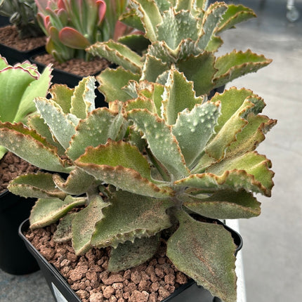 Kalanchoe behariensis 'Fang'