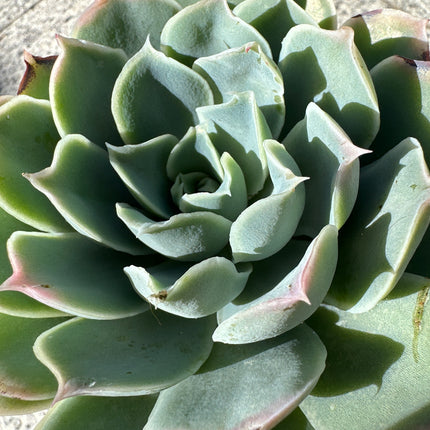 Echeveria 'Cubic Frost' | The Geometric Ice Rose