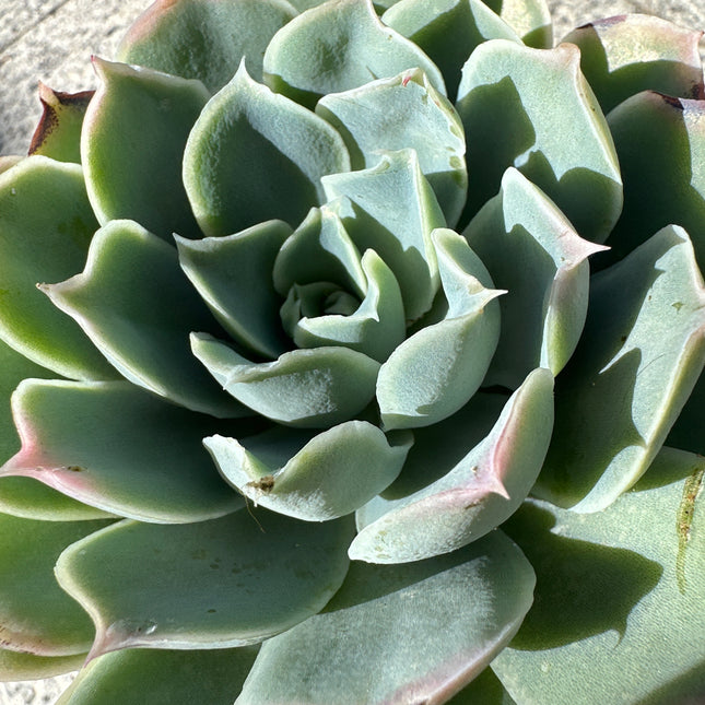 Echeveria 'Cubic Frost' | The Geometric Ice Rose