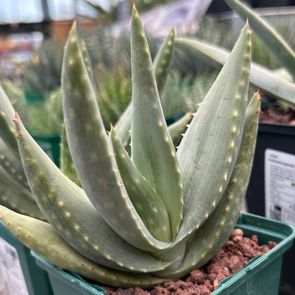 Aloe longistyla