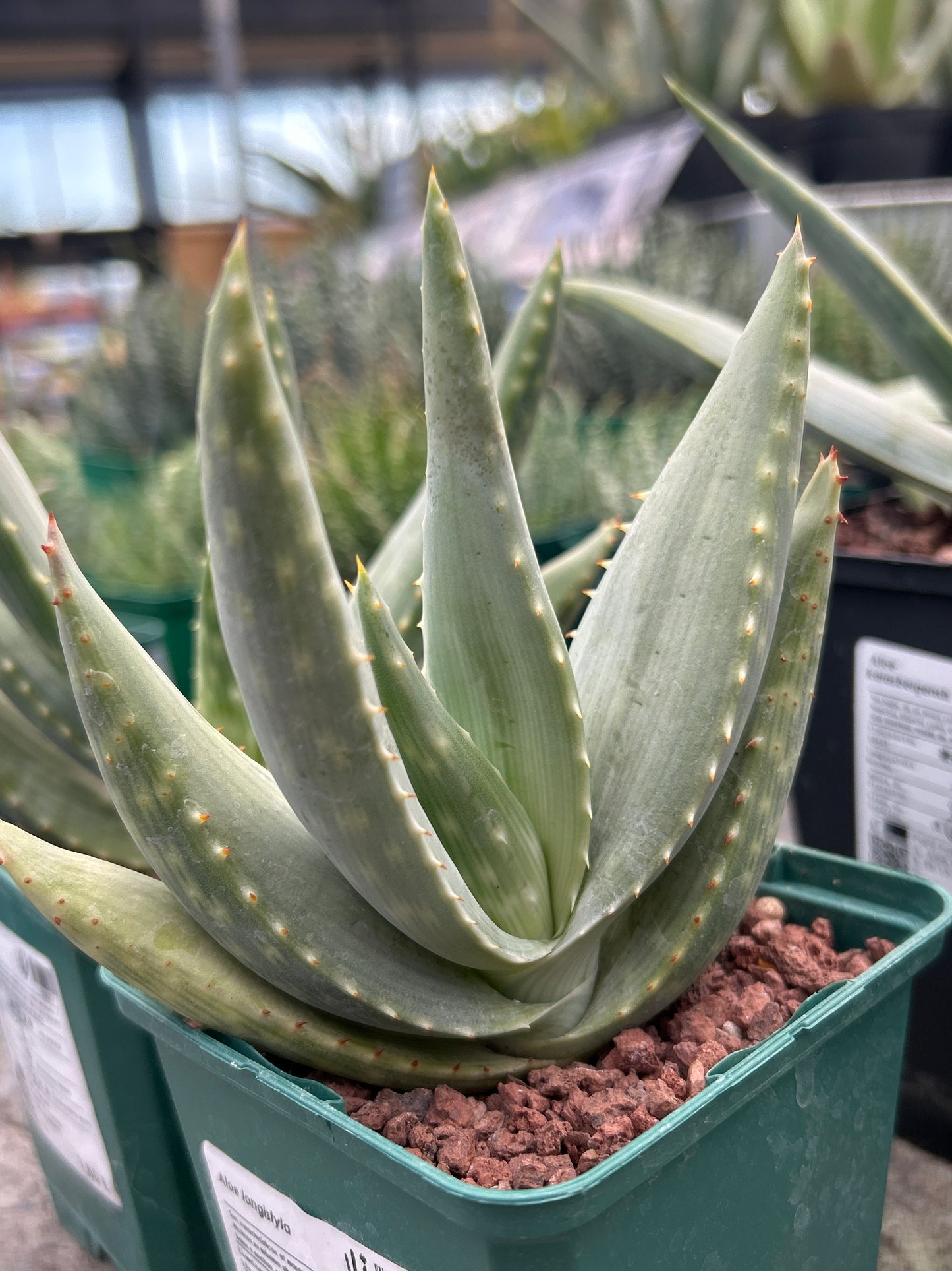 Aloe longistyla