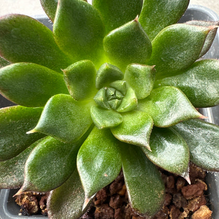 Echeveria ‘Namib’ | La joya de las dunas