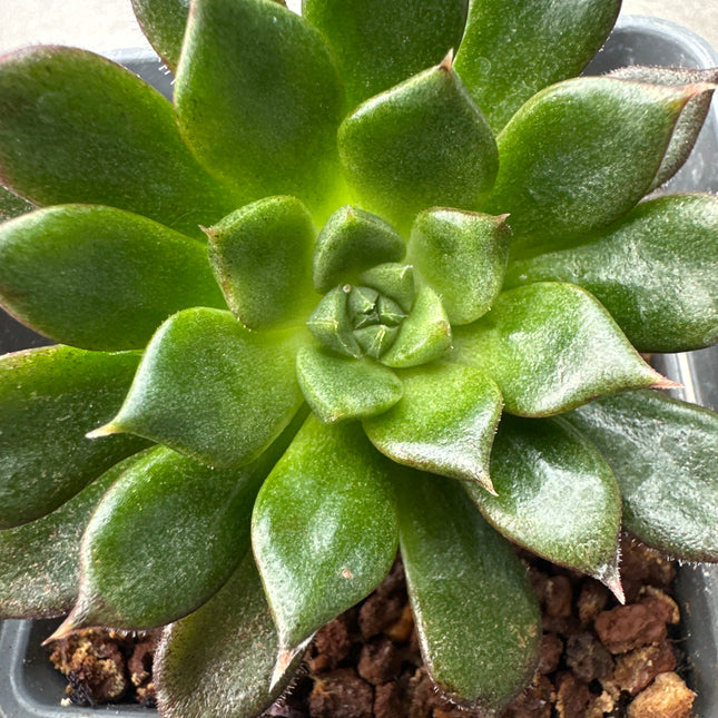 Echeveria ‘Namib’ | La joya de las dunas
