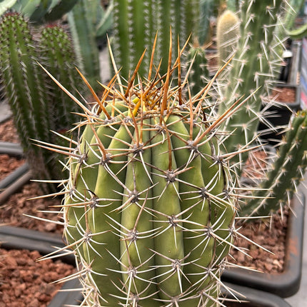 Trichocereus Atacamensis subsp. Passcana