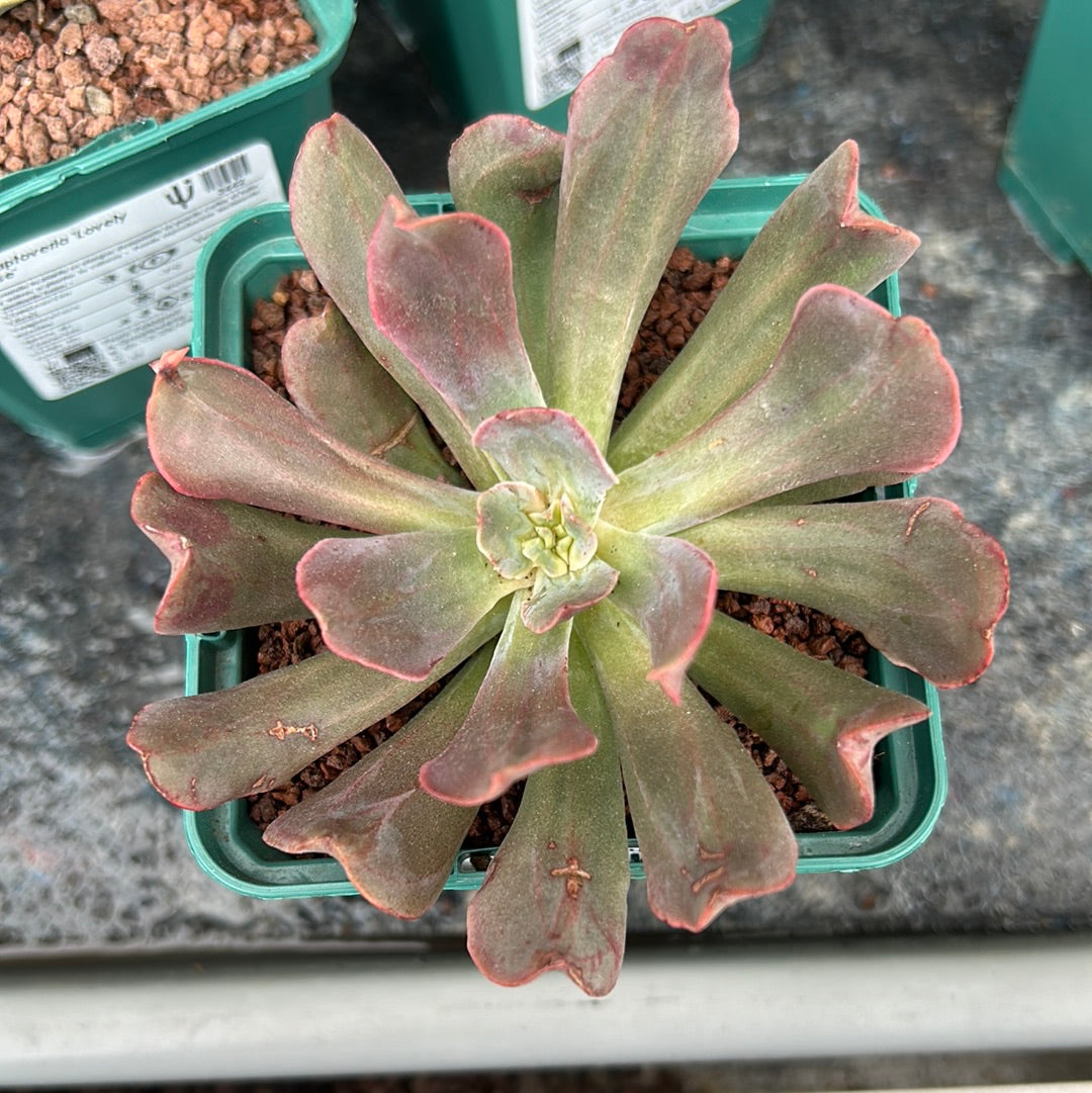 Echeveria 'Dark vader'