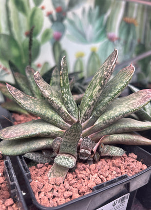 Gasteria disticha var. disticha