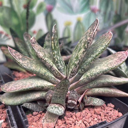 Gasteria disticha var. disticha