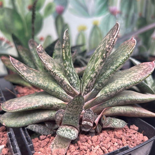 Gasteria disticha var. disticha