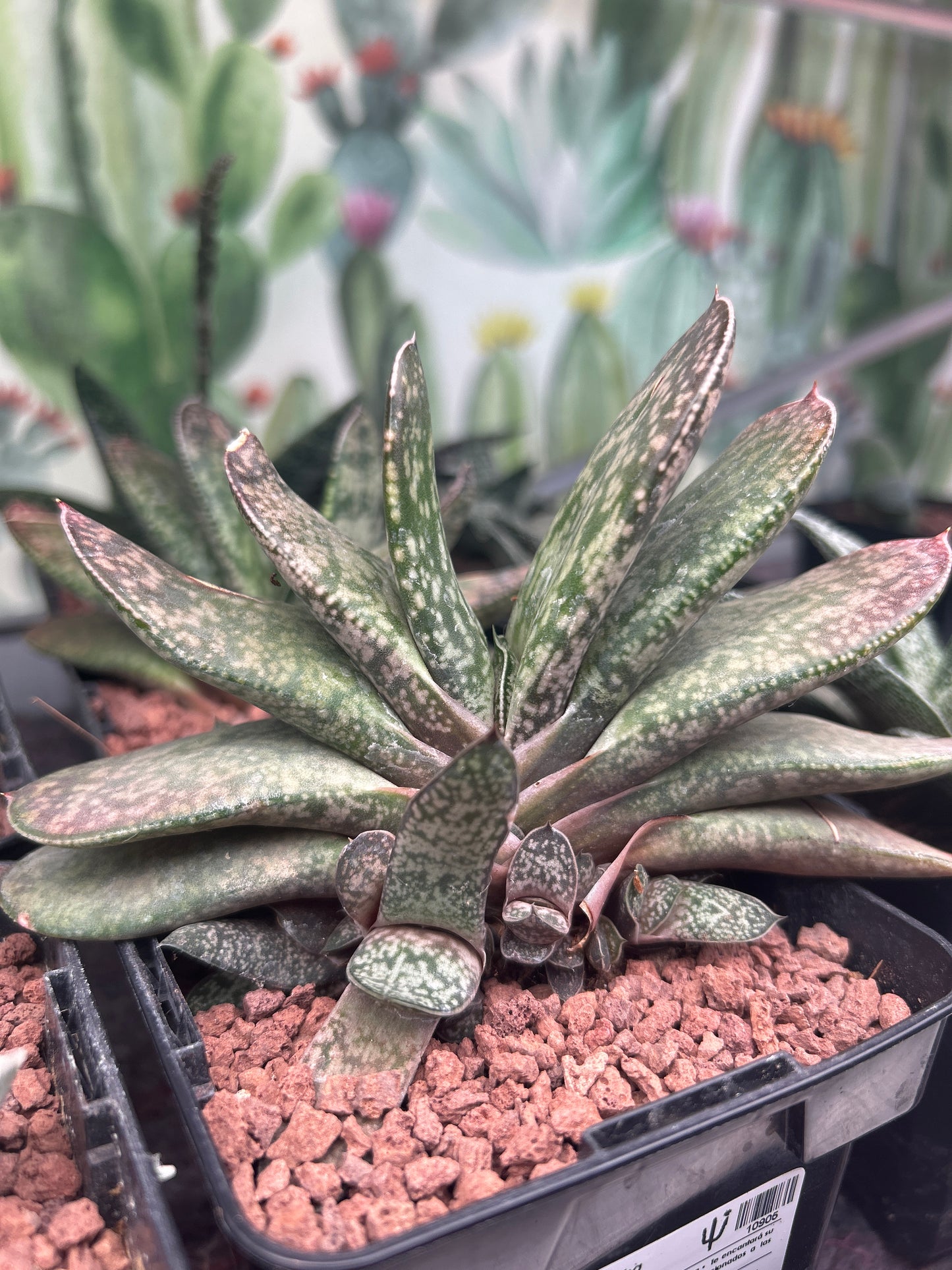 Gasteria disticha var. disticha