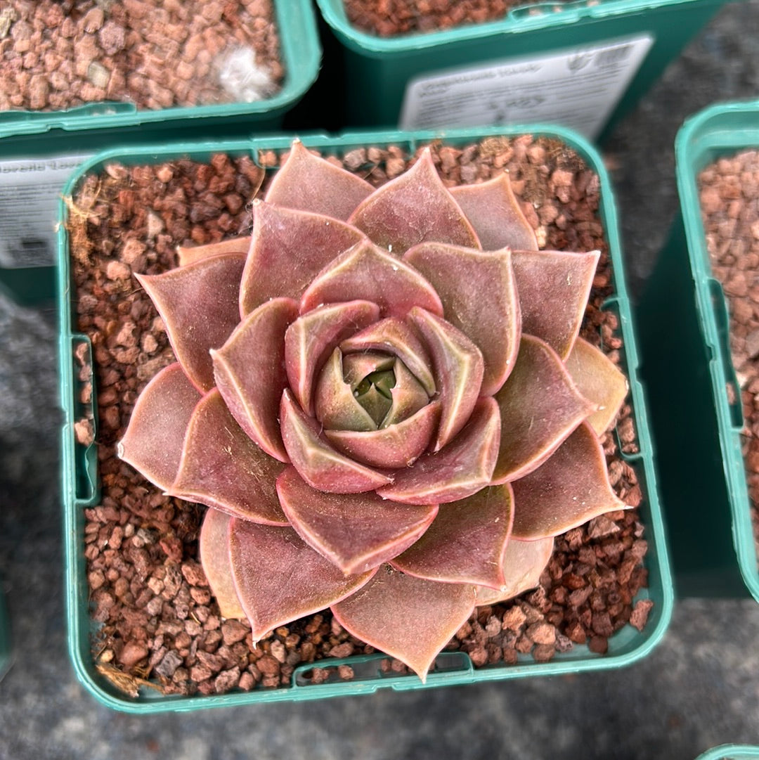 Echeveria ‘Impi’