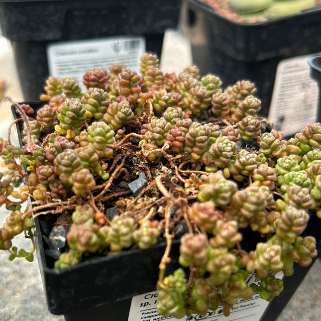Crassula corallina sp. macrorrhiza | Crassula corallo a radice tuberosa