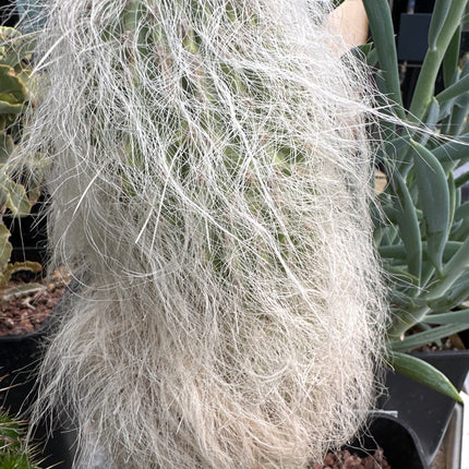 Cephalocereus senilis