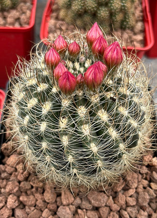 Neoporteria gerocephala