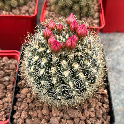 Neoporteria gerocephala