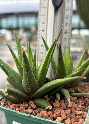 Haworthiopsis attenuata ‘Brittaneae’