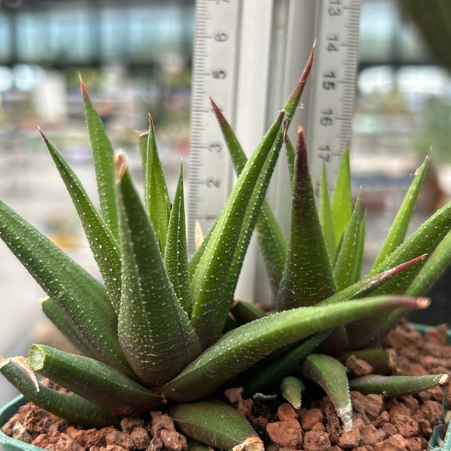 Haworthiopsis attenuata 'Brittaneae'