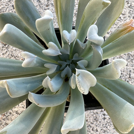 Echeveria runyonii