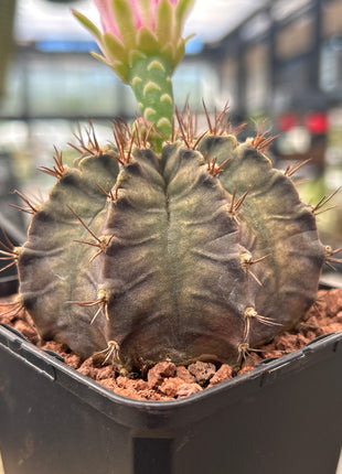 Gymnocalycium mihanovichii