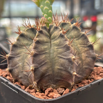 Gymnocalycium mihanovichii