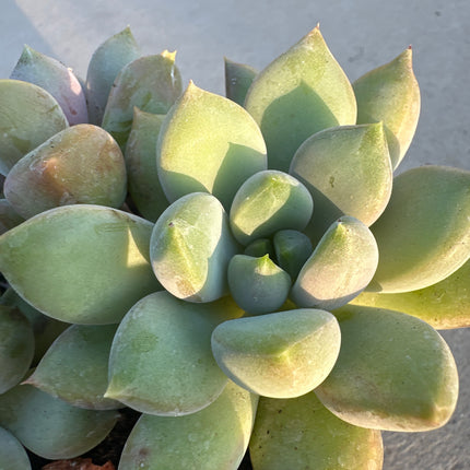 X Graptoveria 'Hogomoro' | La roseta de Olivas rosadas