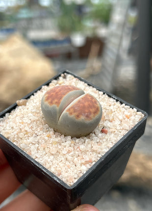Lithops karasmontana
