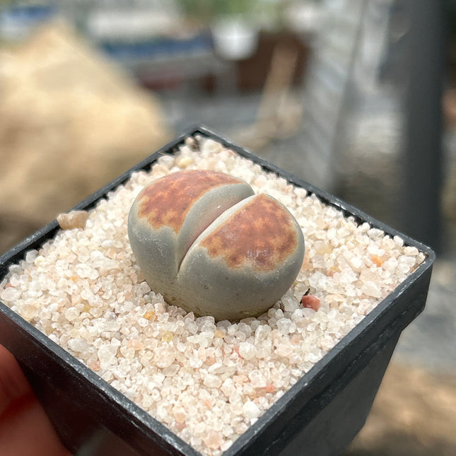 Lithops karasmontana