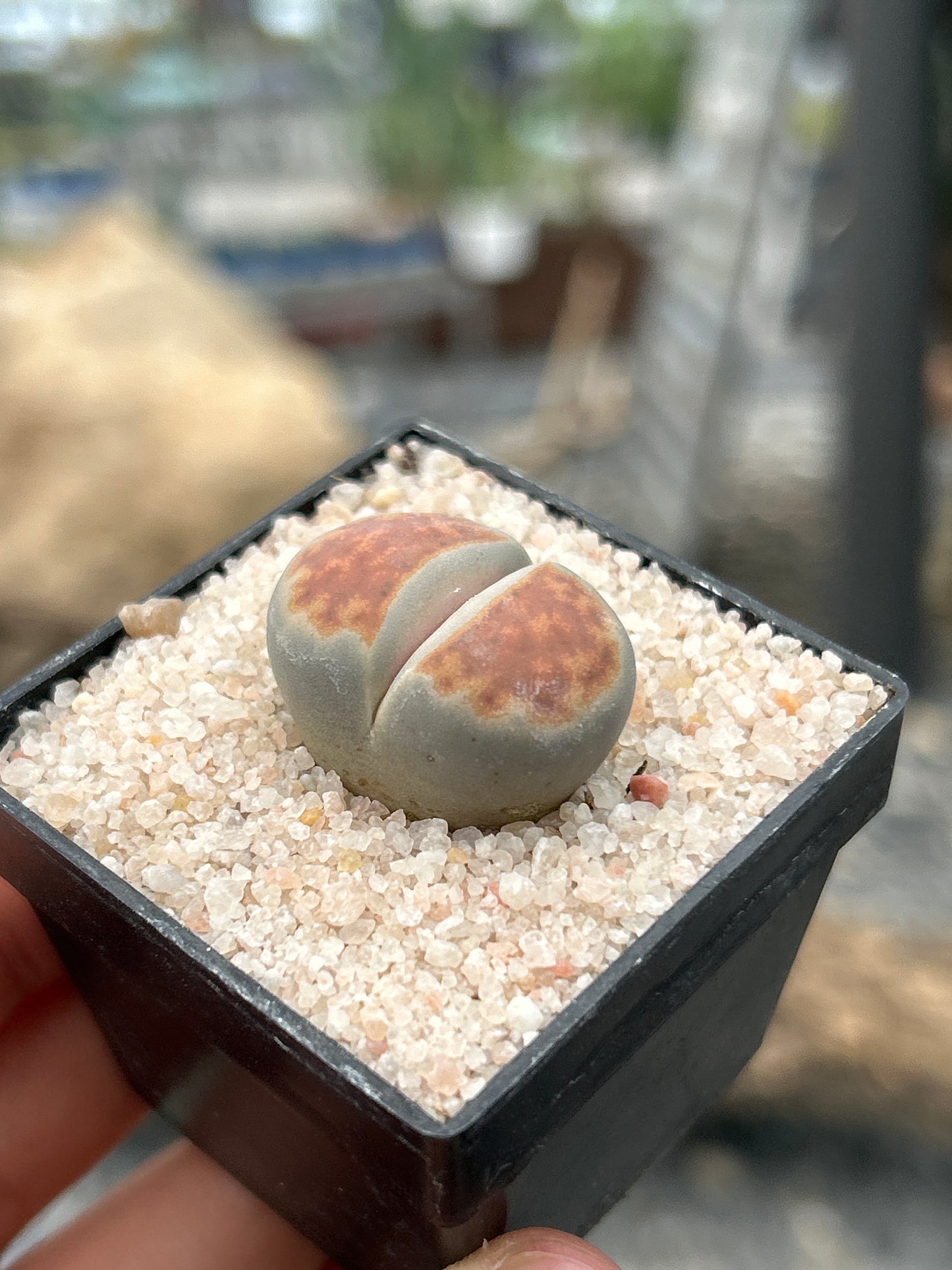 Lithops karasmontana