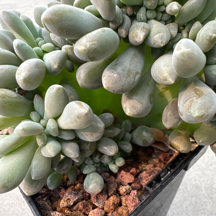 Echeveria secunda f. cristata