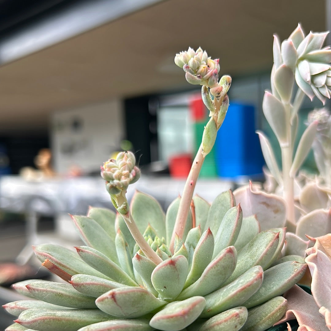 Echeveria chihuahuensis