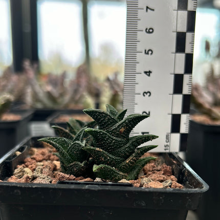 Haworthiopsis nigra var. nigra