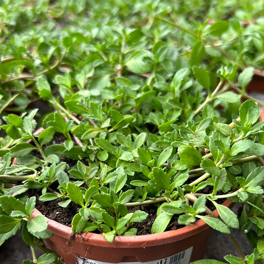 Lippia nodiflora