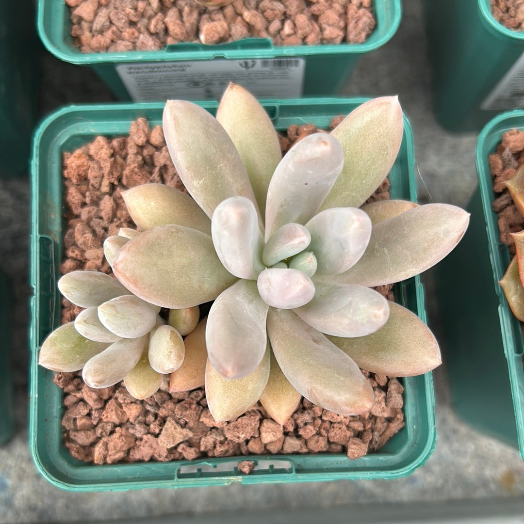 Pachyphytum wendermanii