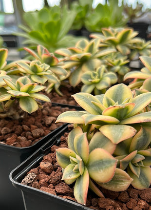 Aeonium florescens